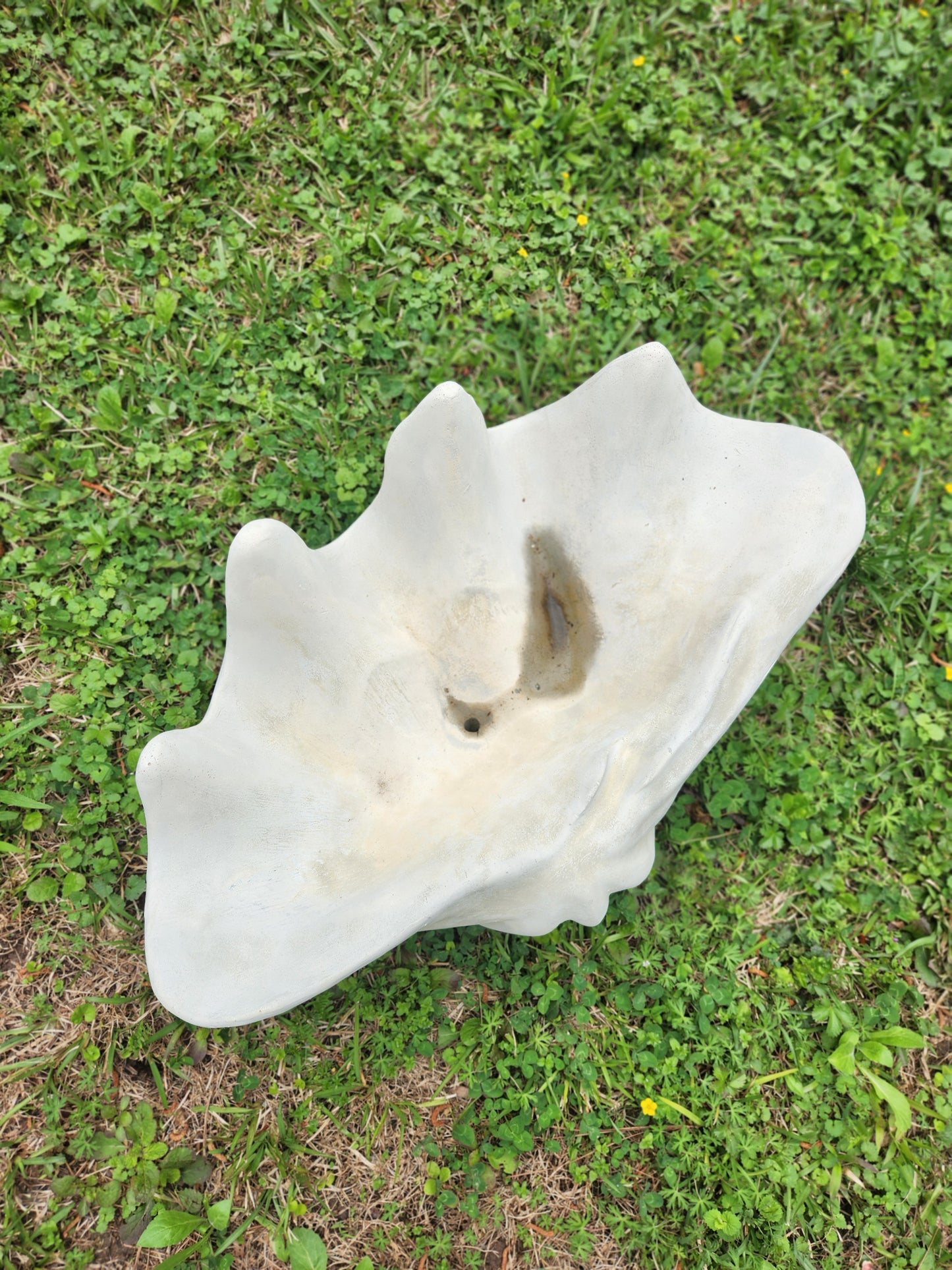 Clam Shell Concrete Planter, XL